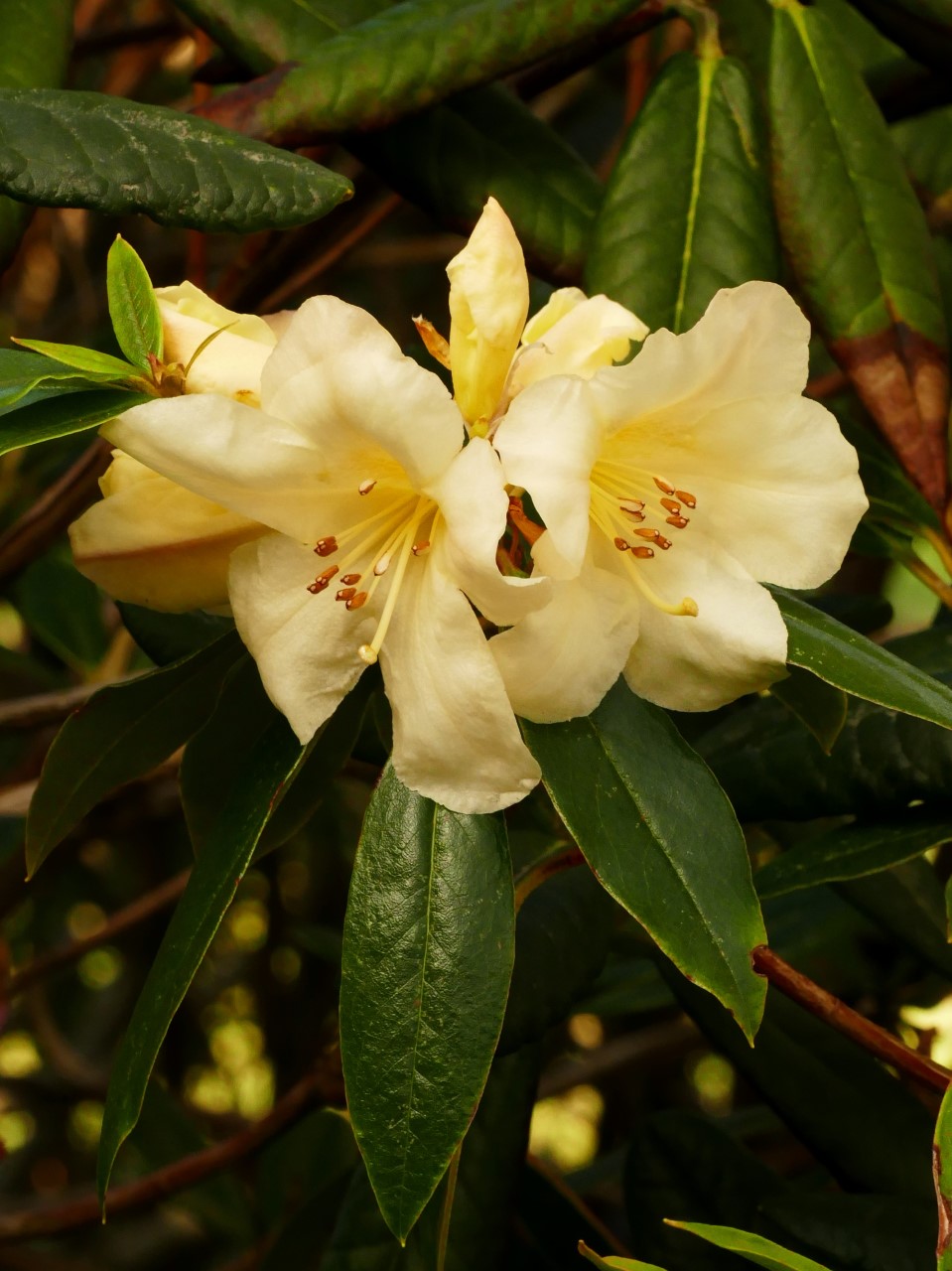 'Winter Sun'
